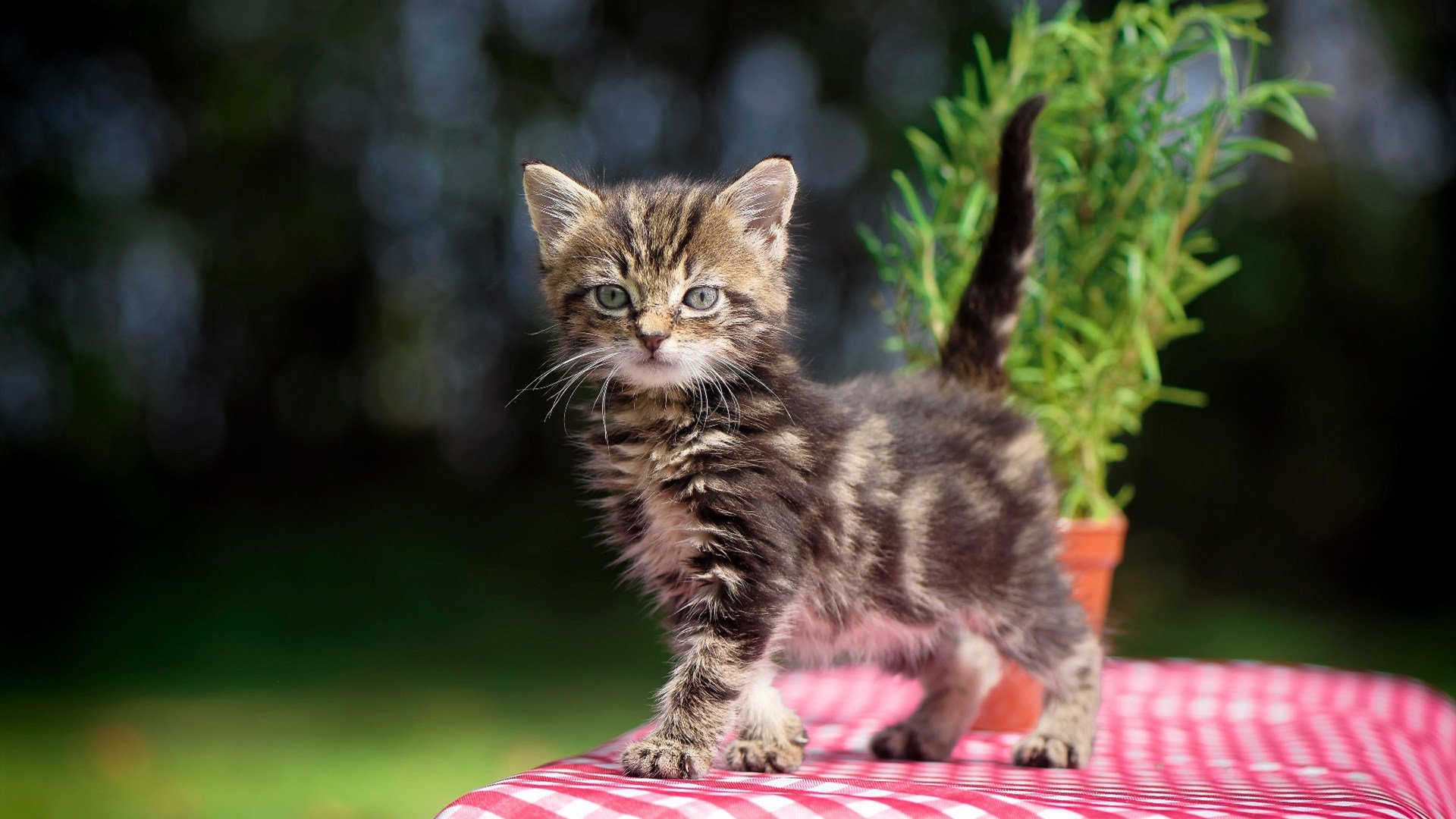 开云平台-范弗利特东决之夜化身关键先生，连珠炮得分打破僵局，一战封神！