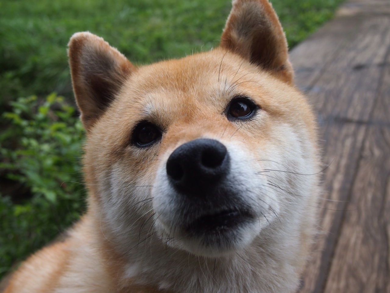 德里赫特铁血防线定乾坤,马竞鏖战险胜拜仁书写战术教科书