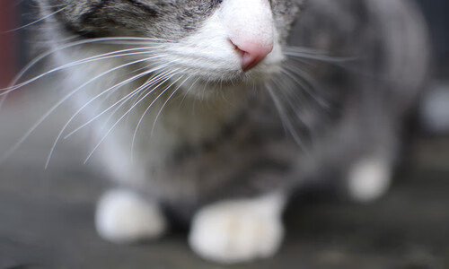 开云体育中国-奥利维耶末节天神下凡！沙特客场绝杀苏格兰，亚洲足球再显锋芒